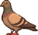 PIGEON RUN 2